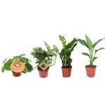 Vier groene planten in terracotta potten, variërend van 12 cm, met labels en verschillende bladeren, perfect voor kantoor.