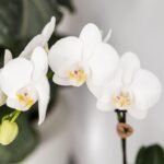 Kolibri Orchids | Planten set Fish Turquoise | Set met witte Phalaenopsis orchidee Amabilis Ø9cm en groene plant Succulent Crassula Hobbit Ø6cm | incl. turquoise keramieken sierpotten - Afbeelding 6
