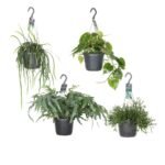 Hangende groenparels, 4 stuks in zwarte potten, Ø17cm, hoogte 30-50cm, met groene bladeren.