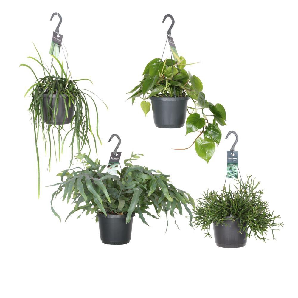 5de1f288-dd3e-4e9f-b2db-cf2c912b6962_1200x1200_fill.jpg Hangende groenparels, 4 stuks in zwarte potten, Ø17cm, hoogte 30-50cm, met groene bladeren.