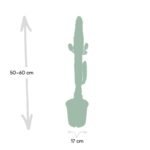 Euphorbia Acrurensis - Cactus - Ø17cm - ↕50cm - Afbeelding 4