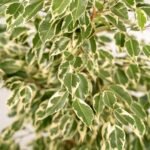 Ficus benjamina Twilight - Ø21cm - ↕95cm - Afbeelding 3