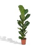 Ficus Lyrata, groene kamerplant in een pot van Ø21cm, hoogte 100cm, met grote, glanzende bladeren.