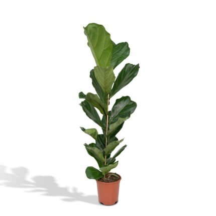 Ficus Lyrata, groene kamerplant in een pot van Ø21cm, hoogte 100cm, met grote, glanzende bladeren.