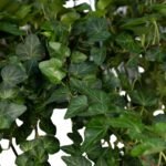 Hedera Wonder Green Hang - Klimop - Ø24cm - ↕70cm - Afbeelding 2