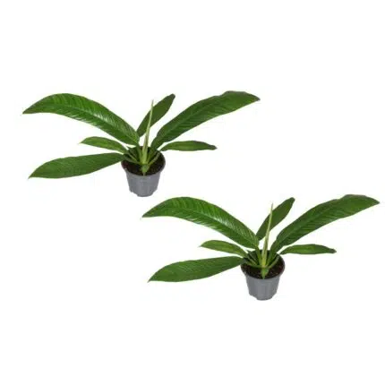 Twee Philodendron Campiii planten in grijze potten, Ø14cm, hoogte 40cm, met grote groene bladeren.