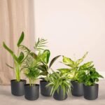 Verrassingsbox - 10 diverse kamerplanten - Ø12cm - ↕35cm - Afbeelding 2