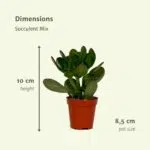 Everspring - Succulenten Mix - 18 stuks - 10 cm - ø8,5 - Afbeelding 4