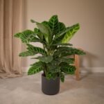 Calathea Zebrina - Ø19cm - ↕80cm - Afbeelding 2