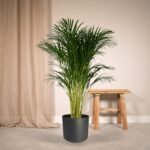 Dypsis Lutescens - Areca Palm - Ø24cm - ↕120cm - Afbeelding 2
