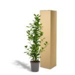Ficus microcarpa Moclame - Ø21cm - ↕95cm - Afbeelding 5