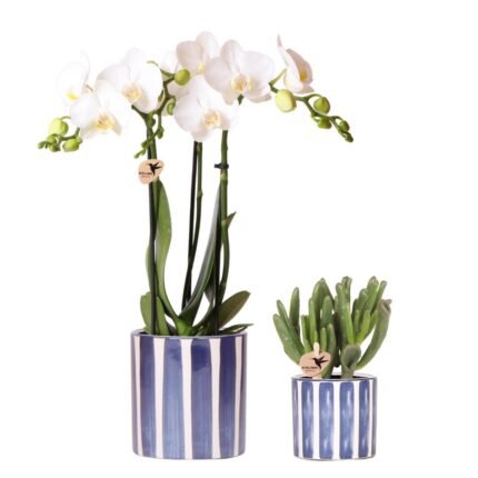 Set van witte Phalaenopsis orchideeën en Crassula Hobbit in blauw gestreepte potten, Ø9cm en Ø6cm.