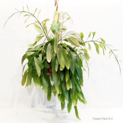 Pseudorhipsalis Ramulosa Roodkoraal in pot, met groene bladeren en hangende takken, Ø21 cm, hoogte 45 cm.