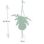 Kokodama Monstera Minima Hang - Gatenplant - Ø15cm - ↕25cm - Afbeelding 3