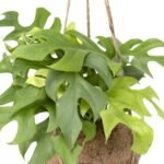 Kokodama Monstera Minima Hang - Gatenplant - Ø15cm - ↕25cm - Afbeelding 2