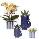 Set van bloeiende Kolibri orchideeën met succulenten in keramieken potten, maat Ø9cm en Ø6cm, met variatie in takken.