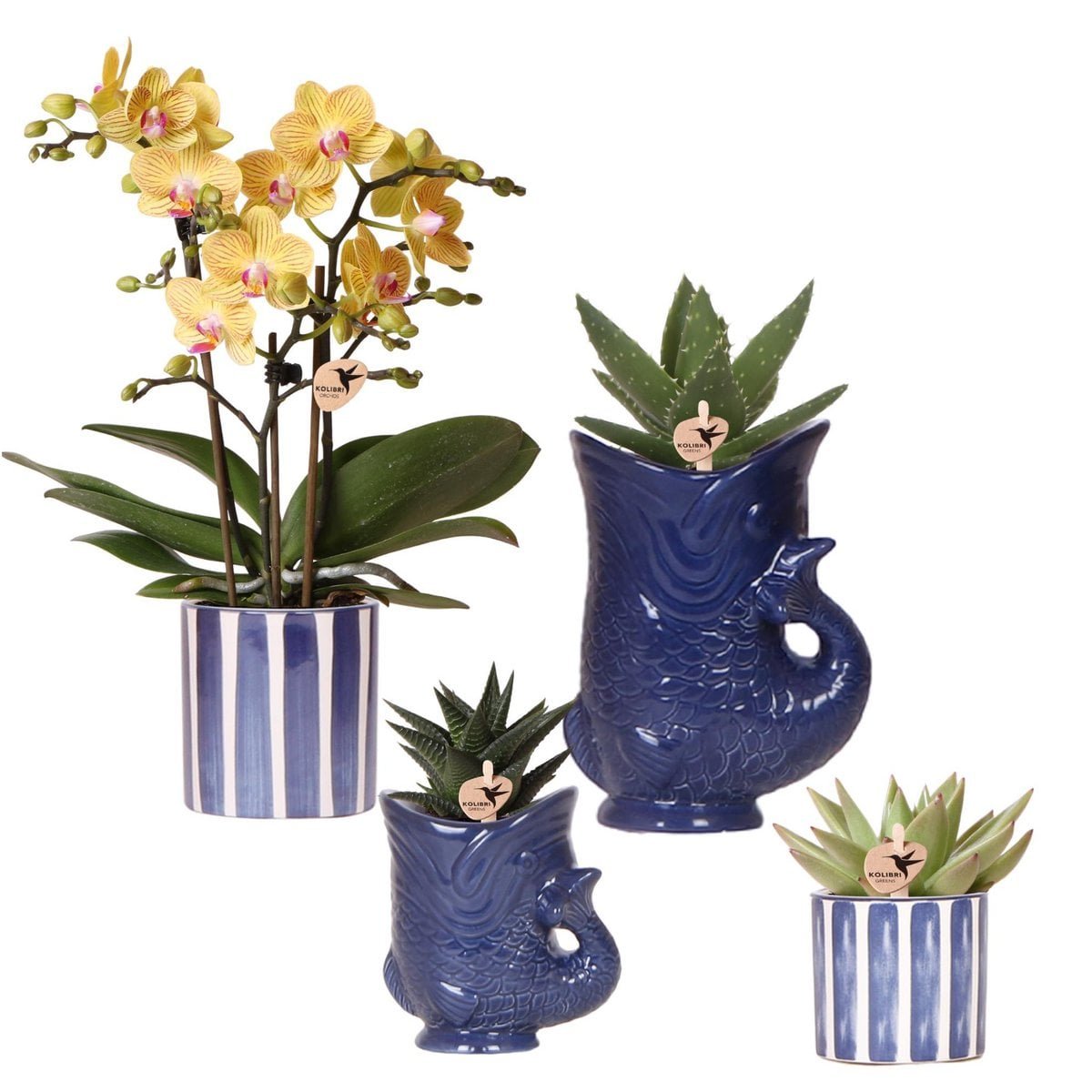 64ab23ac-3123-4a03-814a-3493d0766b41_1200x1200_fill-1.jpg Set van bloeiende Kolibri orchideeën met succulenten in keramieken potten, maat Ø9cm en Ø6cm, met variatie in takken.