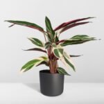 Calathea Triostar - Ø19cm - ↕70cm - Afbeelding 8