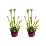 Sarracenia Farnhamii, 2 stuks in potten van Ø12cm en hoogte van 40cm, met groene en rode bladeren.