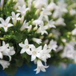 Campanula Addenda Ambella white - Cotton schaal met Campanula met watergeefsysteem - 3 stuks - Klokjesbloem wit- potmaat 12cm - binnen & buiten - Afbeelding 5