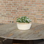 Campanula Addenda Ambella white - Cotton schaal met Campanula met watergeefsysteem - 3 stuks - Klokjesbloem wit- potmaat 12cm - binnen & buiten - Afbeelding 3