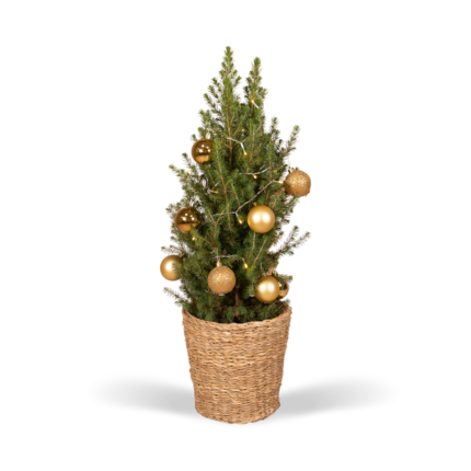 Dwergspar Picea Glauca Conica in een mand, versierd met gouden kerstballen, hoogte 80 cm, diameter 21 cm.