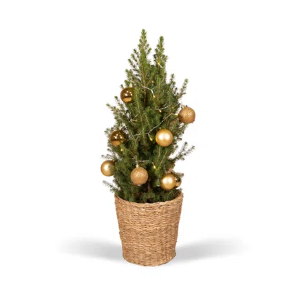 Dwergspar Picea Glauca Conica in een mand, versierd met gouden kerstballen, hoogte 80 cm, diameter 21 cm.