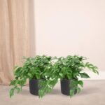 2x Monstera Minima - Gatenplant - 25cm - ø15 - Afbeelding 2