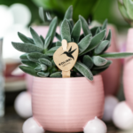 Kolibri Greens | Groene plant - Succulent Tarantula - groene kamerplant - vers van de kweker - Ø6cm - Afbeelding 2
