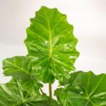 Alocasia Portodora - Ø21cm - ↕80cm - Afbeelding 3