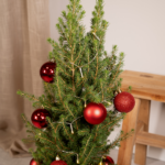 Picea Glauca Conica - Ø21cm - ↕80cm - Red - Ø21 - ↨80cm - Afbeelding 3