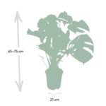 Monstera Deliciosa - Gatenplant - Ø21cm - ↕65cm - Afbeelding 4