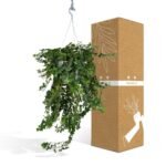 Hedera Wonder Green Hang - Klimop - Ø24cm - ↕70cm - Afbeelding 4