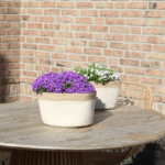 Campanula Addenda Ambella Intense purple - Cotton schaal met Campanula met watergeefsysteem - 3 stuks - Klokjesbloem paars  - potmaat 12cm - binnen & buiten - Afbeelding 2