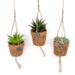 Kokopot String Succulent Mix met 3 hangplanten in jute potten, Ø10cm, ↕15cm, groene kleuren.