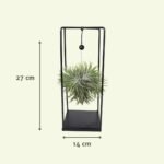 Tillandsia Kubus Mix Groot - Ø20cm - ↕35cm - Afbeelding 4