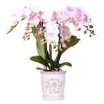 Prachtige roze Kolibri Orchidee in een sierpot van Ø9cm, bloeiend en vers van de kweker uit Portugal.