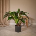 Calathea Flamestar - Ø19cm - ↕75cm - Afbeelding 2