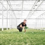 Campanula Addenda Ambella Intense purple - Cotton schaal met Campanula met watergeefsysteem - 3 stuks - Klokjesbloem paars  - potmaat 12cm - binnen & buiten - Afbeelding 5