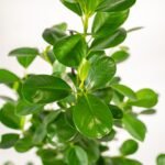 Ficus microcarpa Moclame - Ø21cm - ↕95cm - Afbeelding 3