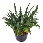 Aglaomorpha coronans Jim in zwarte pot, weelderige groene bladeren, hoogte 60 cm, diameter 23 cm.