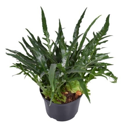 Aglaomorpha coronans Jim in zwarte pot, weelderige groene bladeren, hoogte 60 cm, diameter 23 cm.