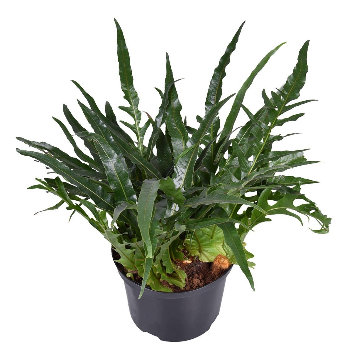 70c2d3bb-0594-4c44-af6e-c1aa1cc928a9_1200x1200_fill.jpg Aglaomorpha coronans Jim in zwarte pot, weelderige groene bladeren, hoogte 60 cm, diameter 23 cm.