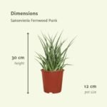 2x Sansevieria Fernwood Punk - Vrouwentong - 30cm - ø12 - Afbeelding 4