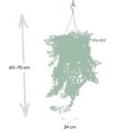 Hedera Wonder Green Hang - Klimop - Ø24cm - ↕70cm - Afbeelding 3