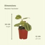 2x Maranta Fascinator - Pijlwortel - 20cm - ø12 - Afbeelding 4