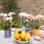 Kolibri Orchids | witte phalaenopsis orchidee Lausanne + Painted Stripe sierpot turquoise - potmaat Ø9cm | bloeiende kamerplant - vers van de kweker - Afbeelding 2
