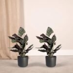 2x Calathea Ornata - Pauwenplant - 50cm - ø14 - Afbeelding 2