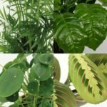 Diervriendelijke plantenbox - 4 kamerplanten - Ø12cm - Diverse hoogtes - Afbeelding 3