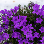 2x Campanula Addenda Ambella Intense purple in Granada sierpotten - potmaat 12cm - vaste plant - winterhard - Afbeelding 2